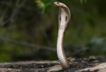 a brown snake on the ground near a tree