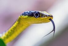 yellow and black snake