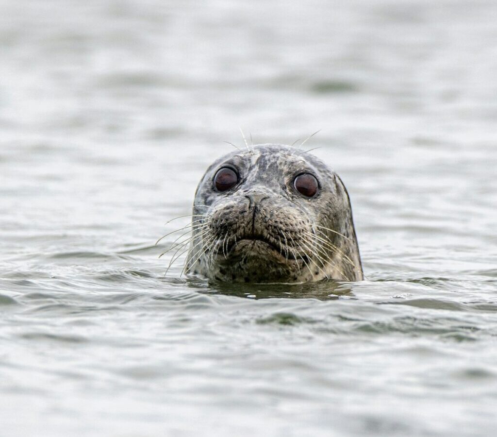 brown seal on water during daytime