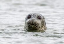 brown seal on water during daytime