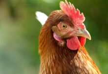 closeup photo of brown and red chicken comb