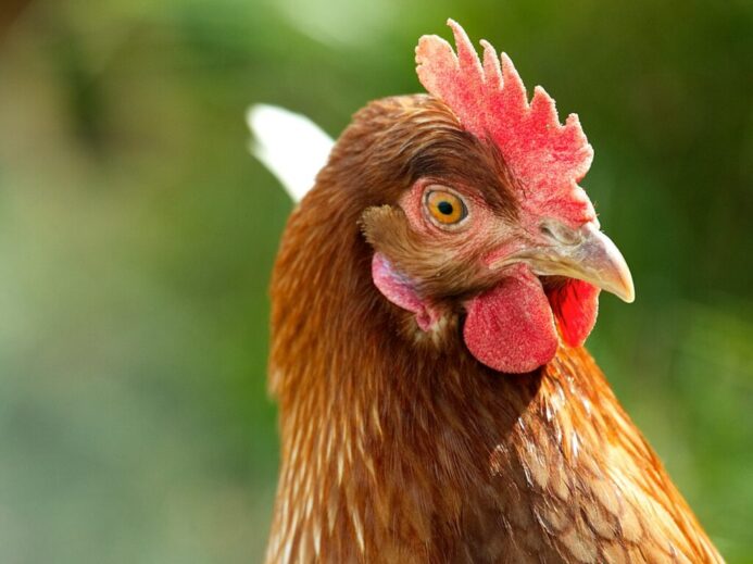 closeup photo of brown and red chicken comb
