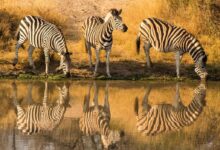 zebra standing on green grass during daytime