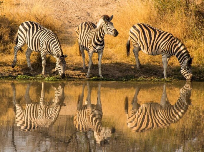 zebra standing on green grass during daytime