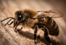 black and yellow bee on wooden surface