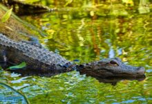 shallow focus photo of alligator on body of water during daytime