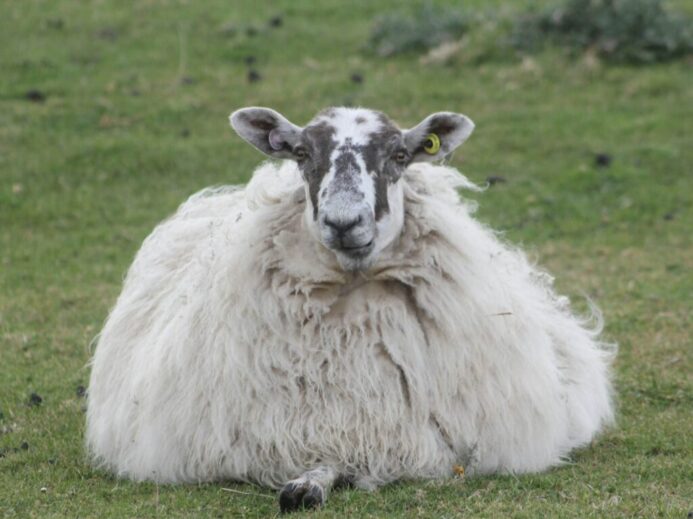 white sheep on green grass field during daytime