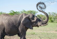 gray elephant playing with mud