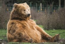 brown bear sitting on grass field