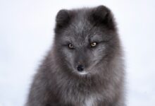 gray fox