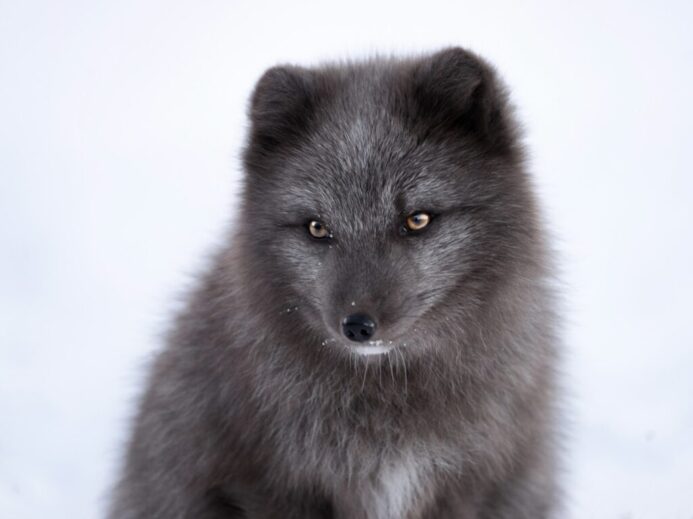 gray fox