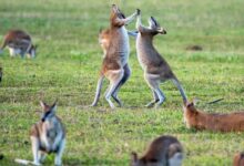 kangaroos on grass field