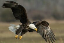bald eagle above brown frield