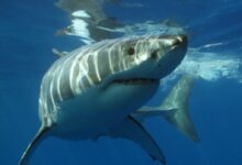 a great white shark swimming in the ocean