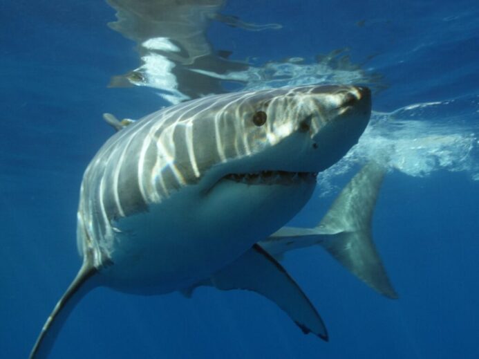 a great white shark swimming in the ocean