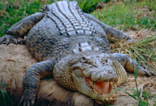 Saltwater Crocodile (Crocodylus porosus)