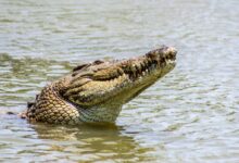 crocodile in body of water during day