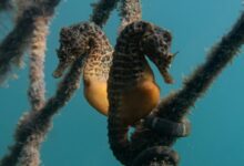 yellow and black round fruits on tree branch
