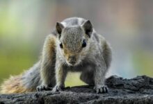 Close-up Photography of Chipmunk