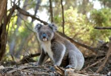 Close-up Photo of Gray Koala Bear