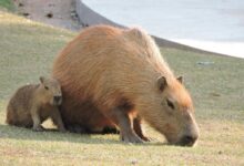 A Capybara with a Pup