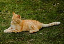 Orange Tabby Cat on Green Grass