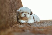 Selective Focus Photography of Shih Tzu at the Staircase