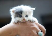 Close-Up Photo of Person Holding White Kitten