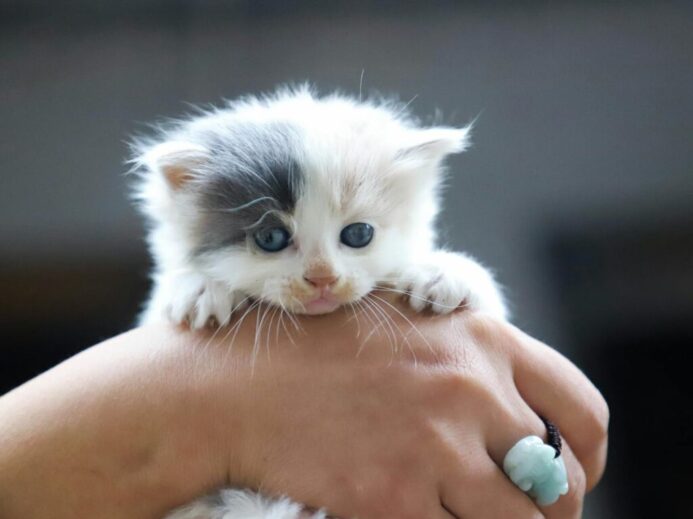 Close-Up Photo of Person Holding White Kitten