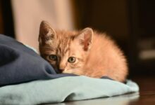 Orange Tabby Kitten Reclining on Floor