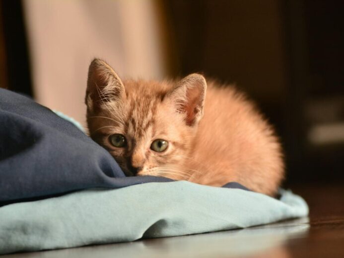 Orange Tabby Kitten Reclining on Floor