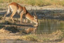 Lechwe Antelope Drining Water