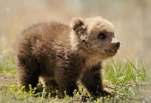 Bear Cub on Grass
