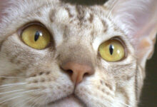 Jackie