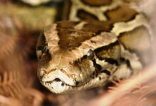 Burmese Python Closeup