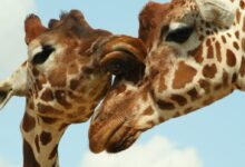 2 giraffes heads photo