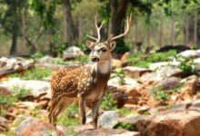 Photo of Deer on Boulders