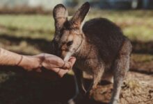Close-Up Photo of Person's Hand Feeding a Kangaroo