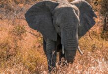 Elephant Near Plants and Trees