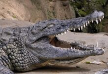 Crocodile
