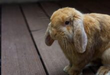 brown rabbit on brown wooden floor