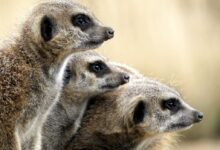 Brown Meercats