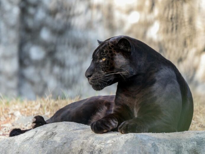 Black Panther Lying on Gray Rock
