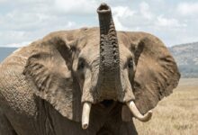 elephant on grass field