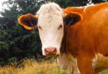 Brown and White Cow