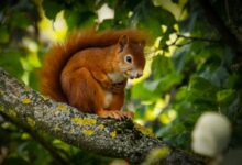 Red Squirrel on Tree Branch