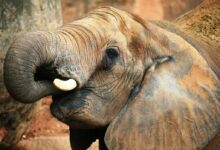 Gray Elephant Near Tree