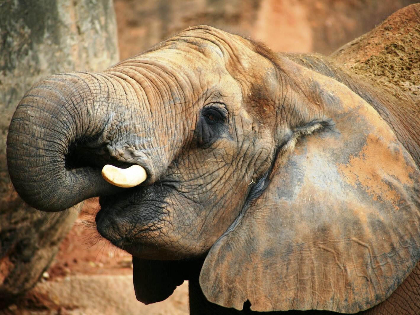 Gray Elephant Near Tree