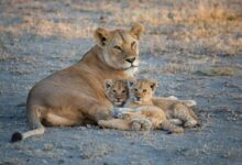 Brown Lioness on Brown Field