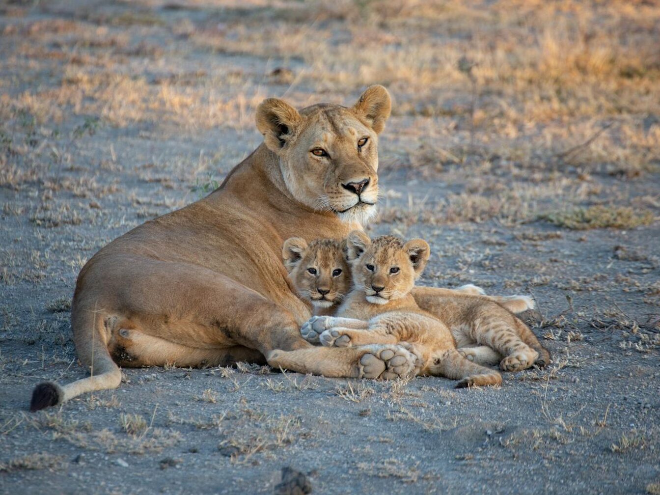 Brown Lioness on Brown Field